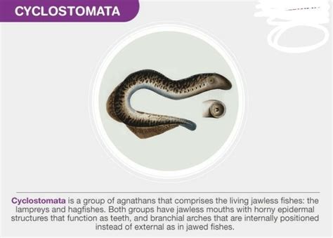 [tex]what \: is \: cylostomata \: [/tex] - Brainly.in