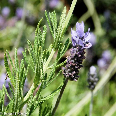 French lavender + var - Waterwise Garden Planner