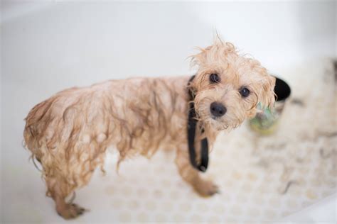 When and How to Bathe a Puppy for the First Time