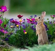 Image result for Spring Flowers and Bunny Poster