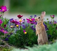 Image result for Springtime Bunnies and Flowers