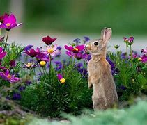 Image result for Spring Flowers with Chicks and Bunny