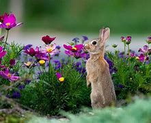 Image result for A Set of Two Spring Rabbit