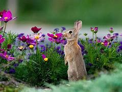 Image result for Spring Bunnies Wreath