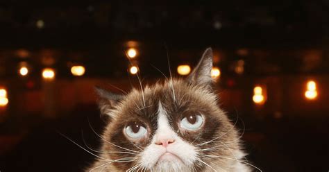 Image result for Grumpy Cat Origin