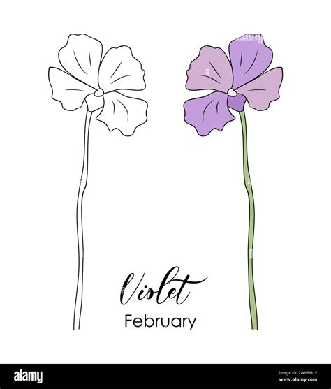 Violet February birth month flower vector drawing Stock Vector Image ...