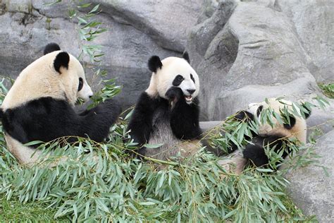 旅英大熊猫“阳光”和“甜甜”启程回国_央广网