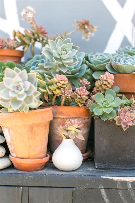 Succulent Care - How to Grow Succulents | Apartment Therapy