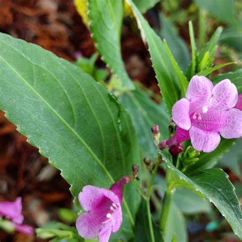 Kurinji (Strobilanthes cusia) Live Plant(Home & Garden) – Hug A Plant