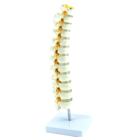 Buy Human Body Thoracic Vertebrae Model Real Size Orthopedics Thoracic ...