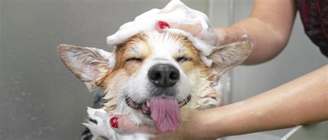 https://media-01.imu.nl/storage/10929/22318/responsive/7513539/hond-wassen-2560x1100_1499_644.jpg