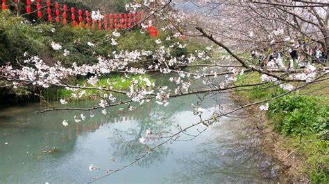 浙江绍兴一处宁静的赏樱佳地，游客一边看樱花一边吃野餐，好惬意 | 宠物天空
