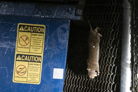 Rat birth control comes to Wicker Park and Bucktown, a more 'humane ...