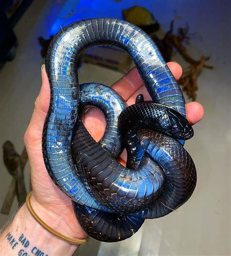 shiny Mexican black kingsnake | Cute reptiles, Cute snake, Mexican ...