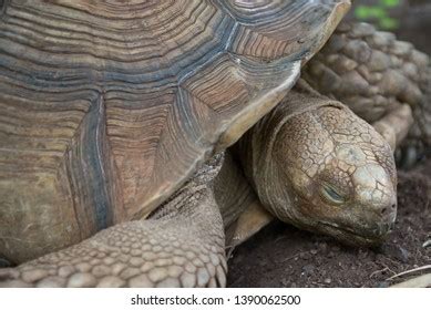 Image result for Bumpy Shell Turtle
