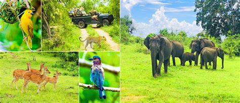 08 Days Wildlife Tour Of Srilanka