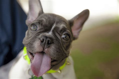 Unveiling The Personality Of A French Bulldog: Quirks Traits And ...