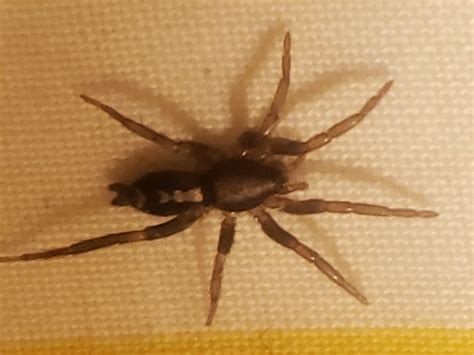 Herpyllus ecclesiasticus (Eastern Parson Spider) in Birmingham ...