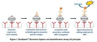 Buy K1210-100 - Description : ExoQuant Overall Exosome Capture and ...