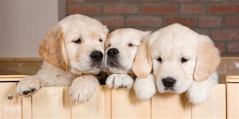 How To Breed Welsh Corgis — Best Practices in Corgi Breeding