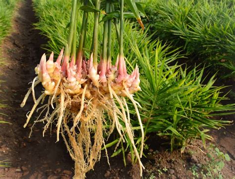 How to Grow Ginger - Backyard Boss