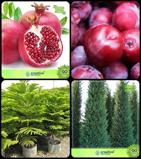 Creative Farmer Tree Seeds For All Season India Pomagranate,Plum,Hoop ...