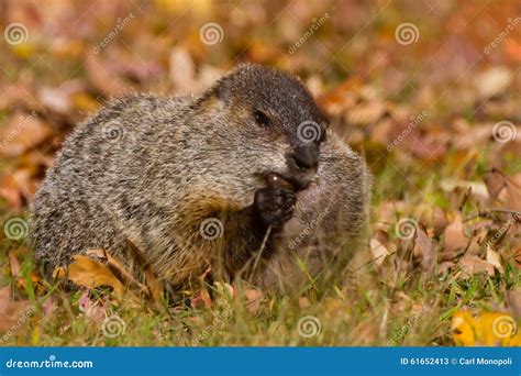 Groundhog Or Woodchuck Side View II - Marmota Monax Royalty-Free Stock ...