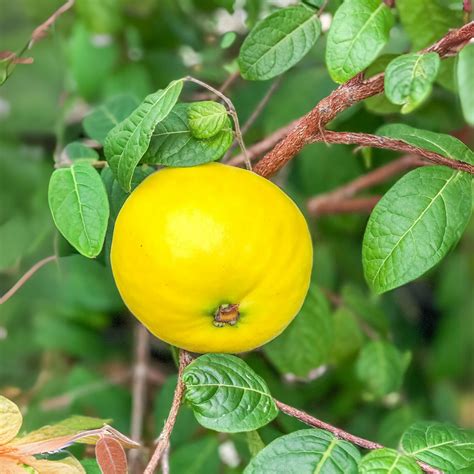 Araza Boi - Eugenia stipitata Fruit Plant – M-Tech Gardens