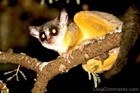 Aardvark At Night - DesiComments.com