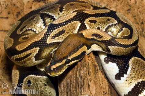 Ball Python Rolling 的图像结果