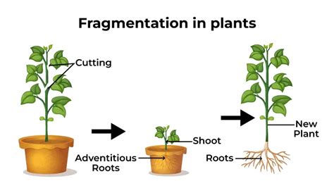 Image result for Fragmentation Def