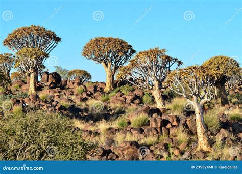 Image result for Rbeadth First Search Algorithm GIF