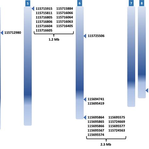 Locus Code 的图像结果
