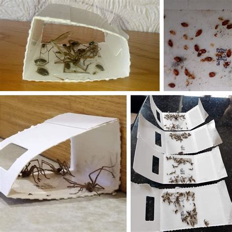 Mua CritterKill Spider Trap 30 Pack - Spiders And Crawling Insect Killer Traps - Child And Pet ...