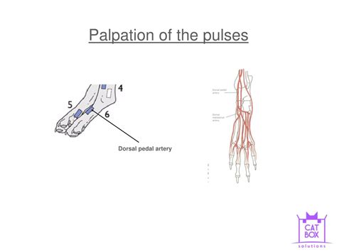 PPT - Agnieszka Zoltowska BVSc MANZCVS (Medicine of Cats) ISFM ...