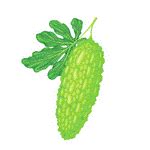 100 Vegetables Name in English with Pictures