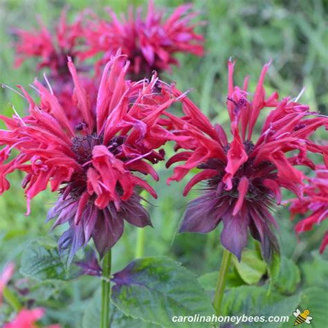 Bee Balm Plant Information
