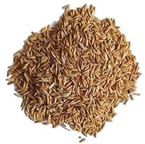Paddy/Rice Seeds Rarest Indigenous Seeds/grains for sowing/Growing ...