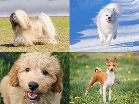 Cute Hypoallergenic Dogs 25 Best Hypoallergenic Dogs That Don't Shed