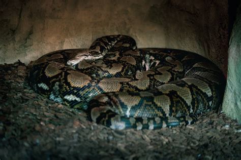 Image result for Non Venomous Snake Reticulated Python