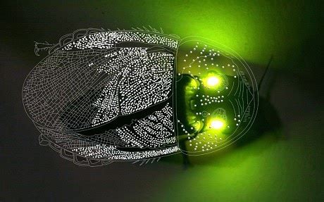 List of Top 6 Bioluminescent Insects in the World that Glow in the Dark