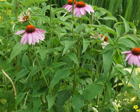 Do Coneflowers Like Dry Soil at Echo Stone blog