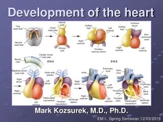 Image result for Heart Development Process