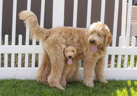 Goldendoodle Progression: Growth, Milestones, and Training Tips - A-Z ...
