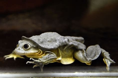 Lake Titicaca Frog Titicaca Water Frog (Telmatobius Culeus) Close Up,