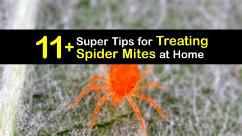 How to Kill Spider Mites 的图像结果