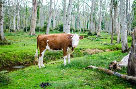Where Do Cows Live? Understanding The Natural Habitat Of Cattle