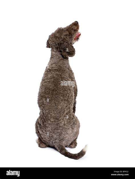 Tail cut spaniel hi-res stock photography and images - Alamy