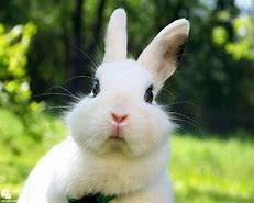 Image result for Cute White Bunny