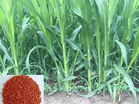 Creative Farmer Seedstores Sorghum Sudan Grass Hybrids Seeds For ...